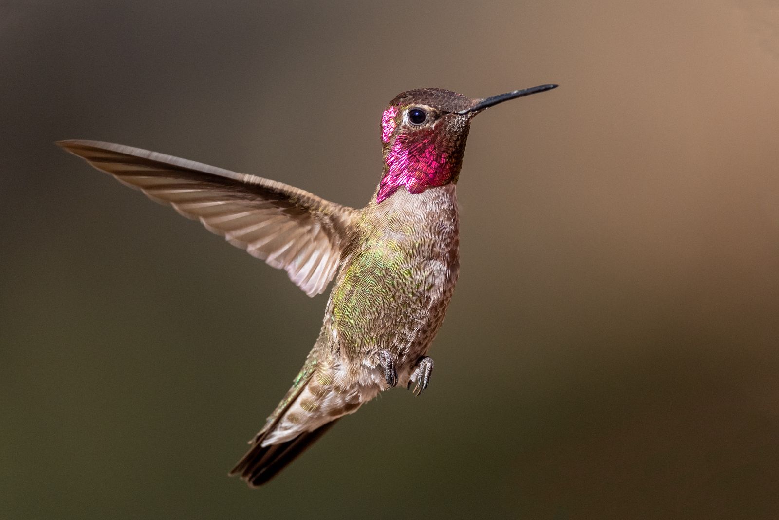 Hummingbirds Are Evolving to Adapt to...